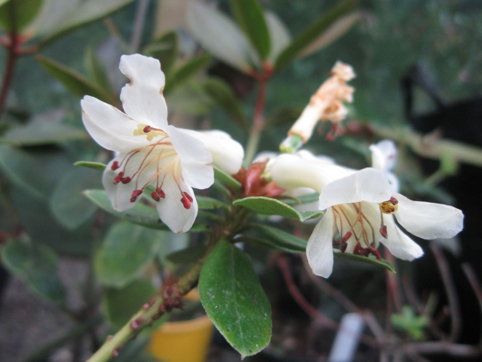 Rhododendron commonae [Cream Form] (Vireya)