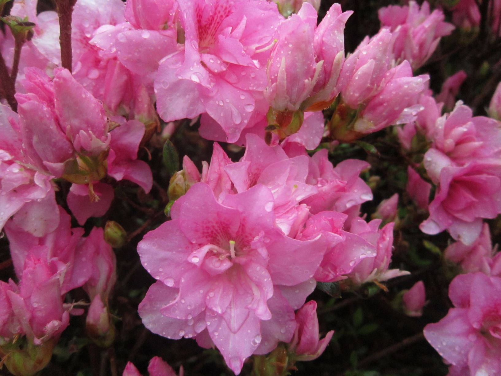 Rhododendron 'Rosebud' (Azalea)