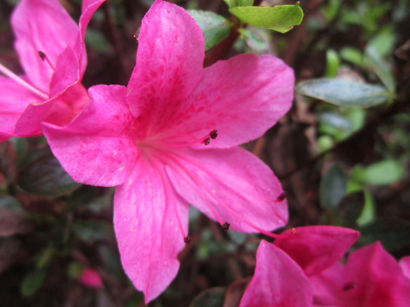 Rhododendron 'Hopeful' (Azalea)