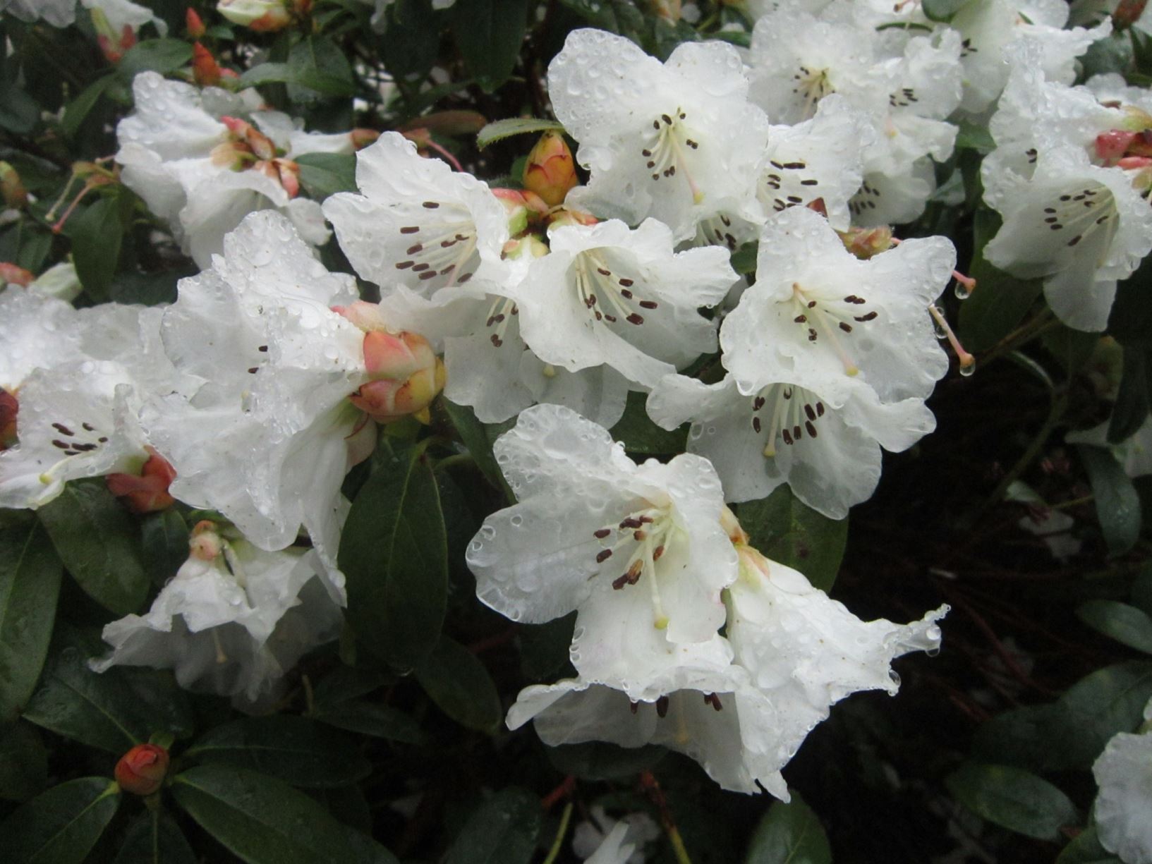 Rhododendron 'Alpine Meadow'