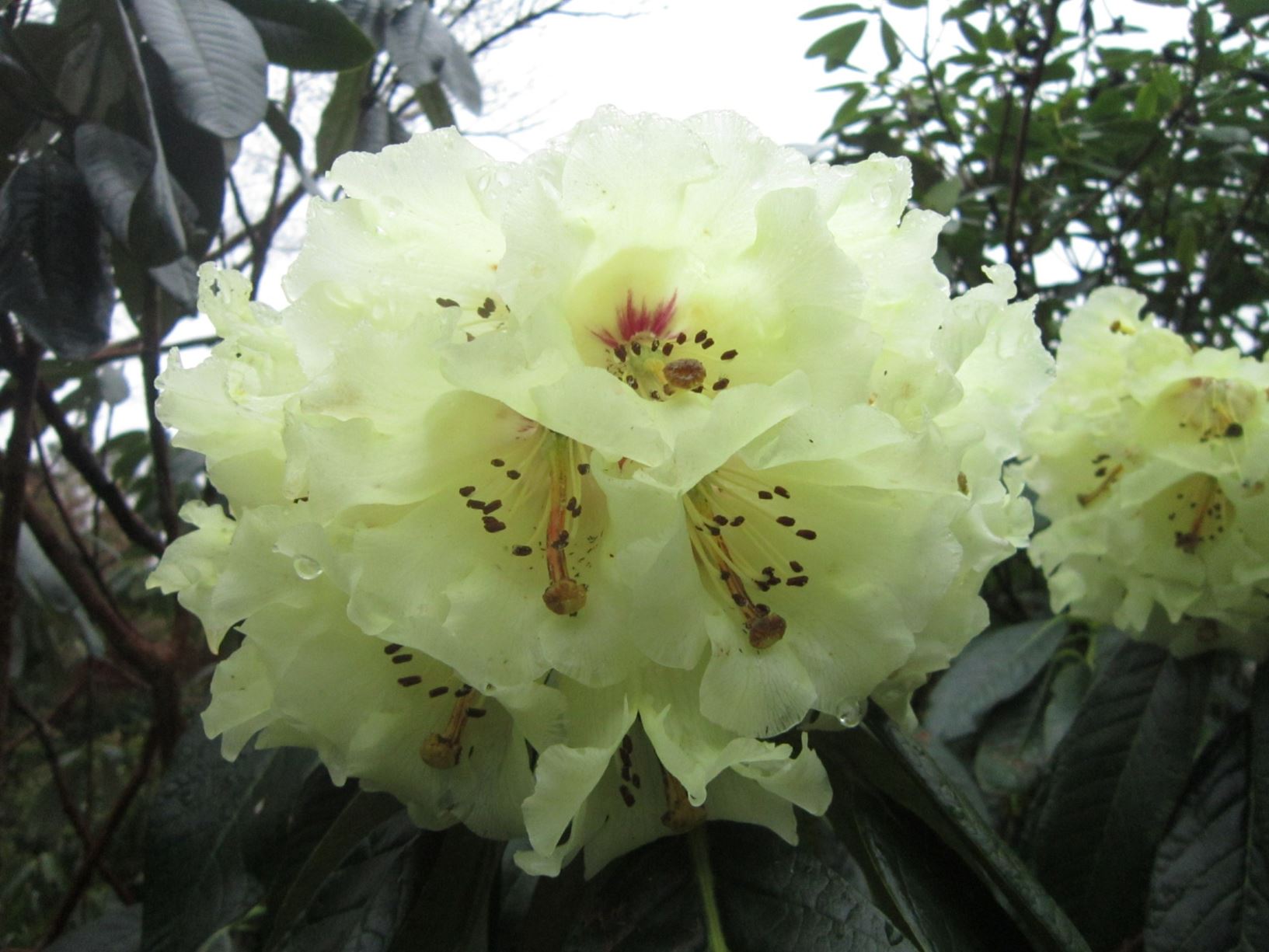 Rhododendron grande [Lester's Form]