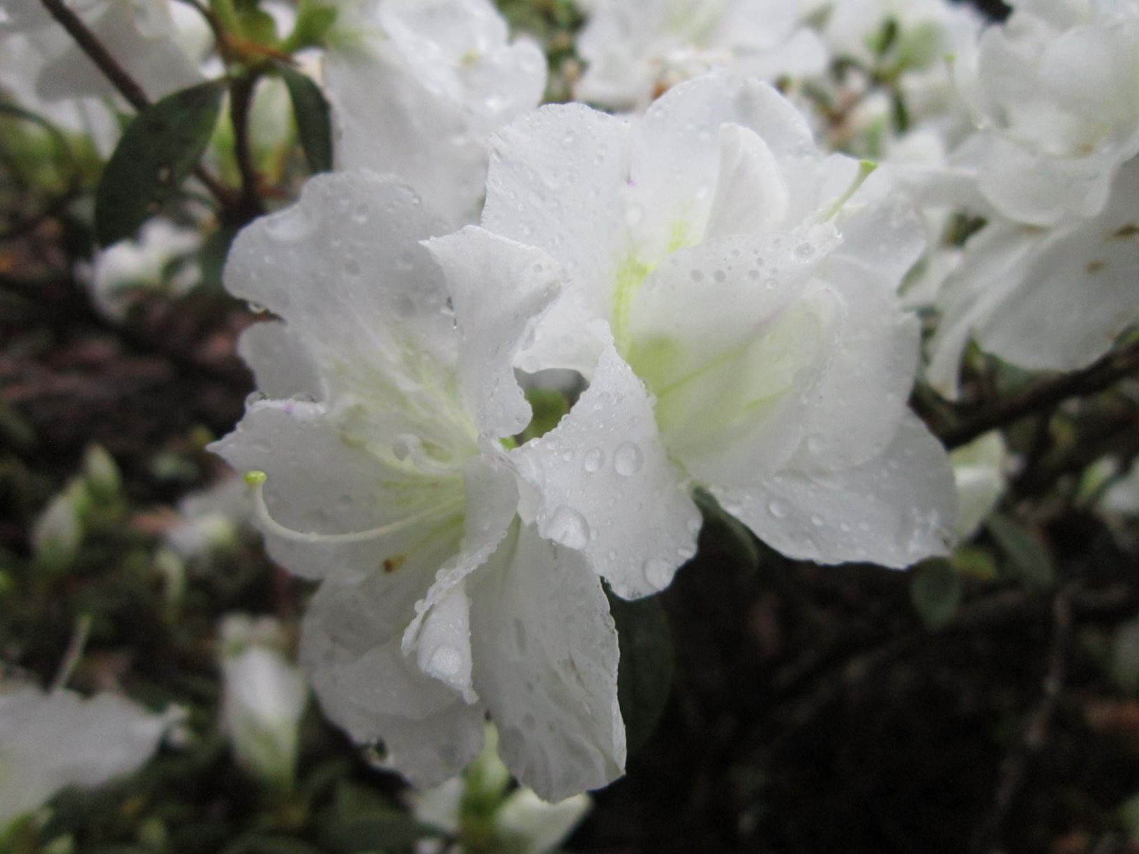Rhododendron 'Adonis' (Azalea)