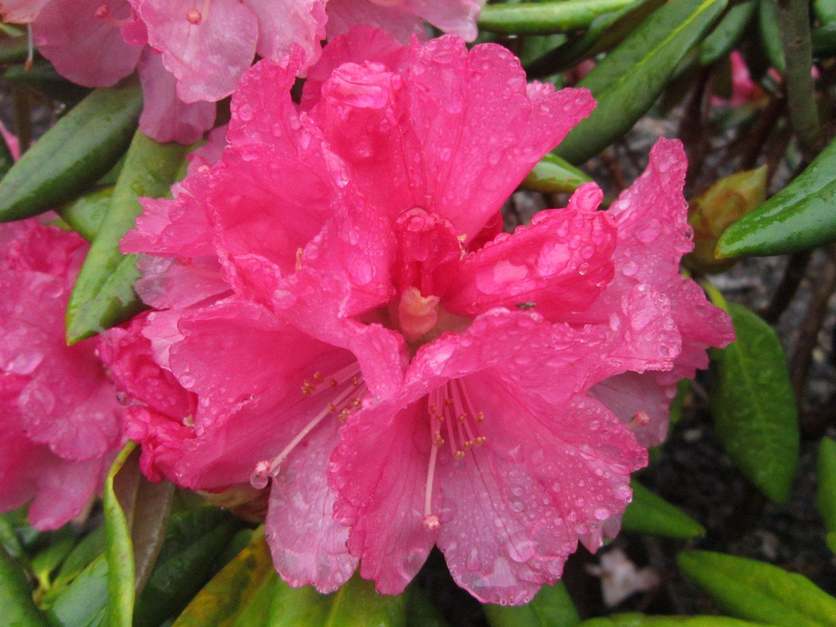 Rhododendron 'Spicer's Pink'