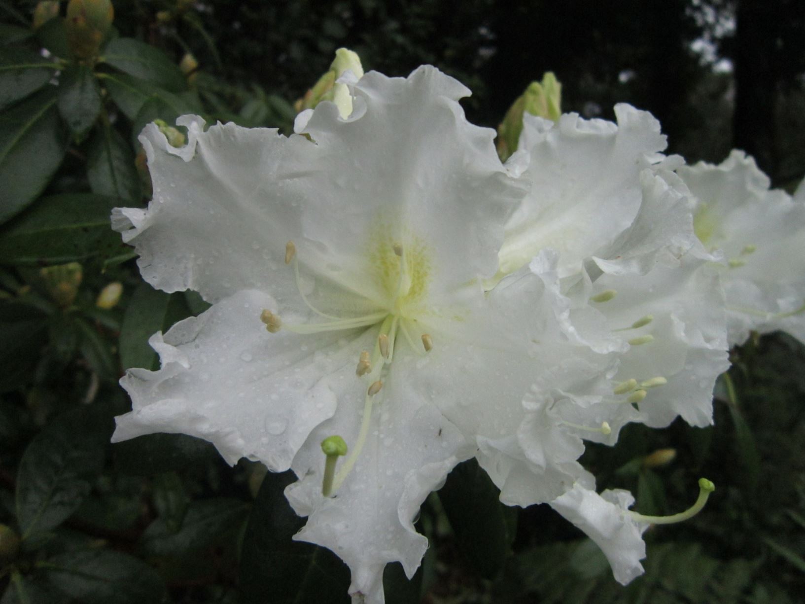 Rhododendron veitchianum 'Ice White'