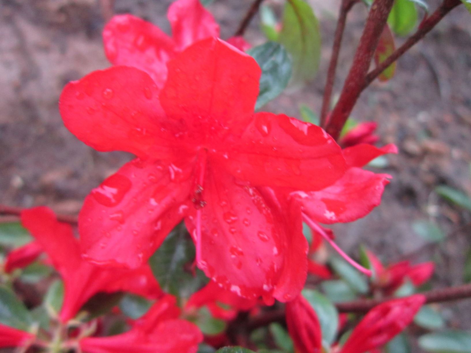 Rhododendron 'Sherwood Red' (Azalea)