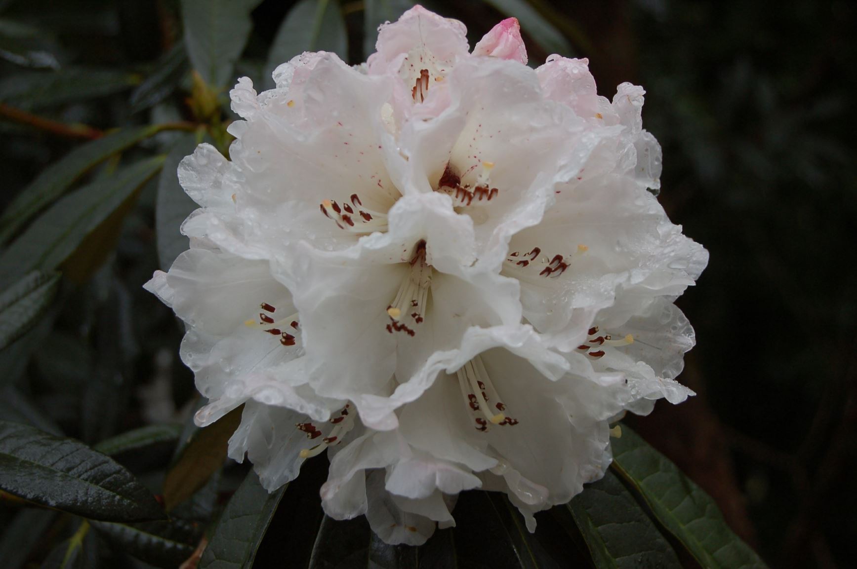 Rhododendron arboreum subsp. cinnamomeum var. roseum [White Form]