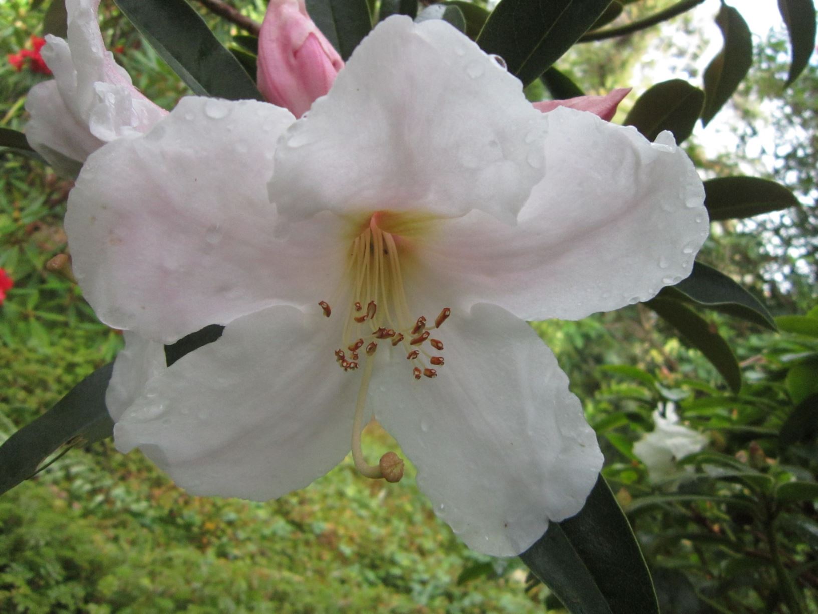 Rhododendron 'Scented Rebel'
