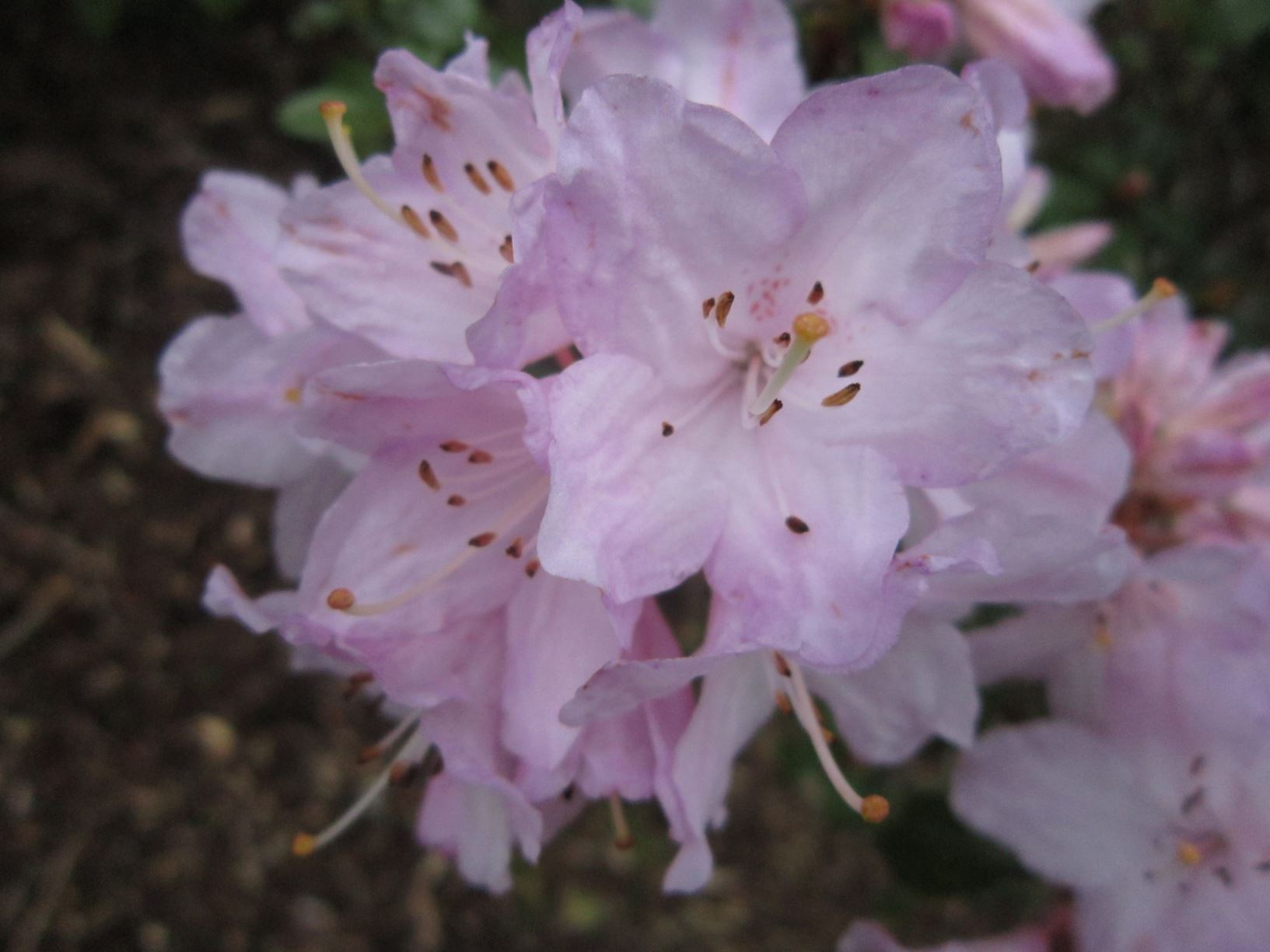 Rhododendron 'Phalarope'