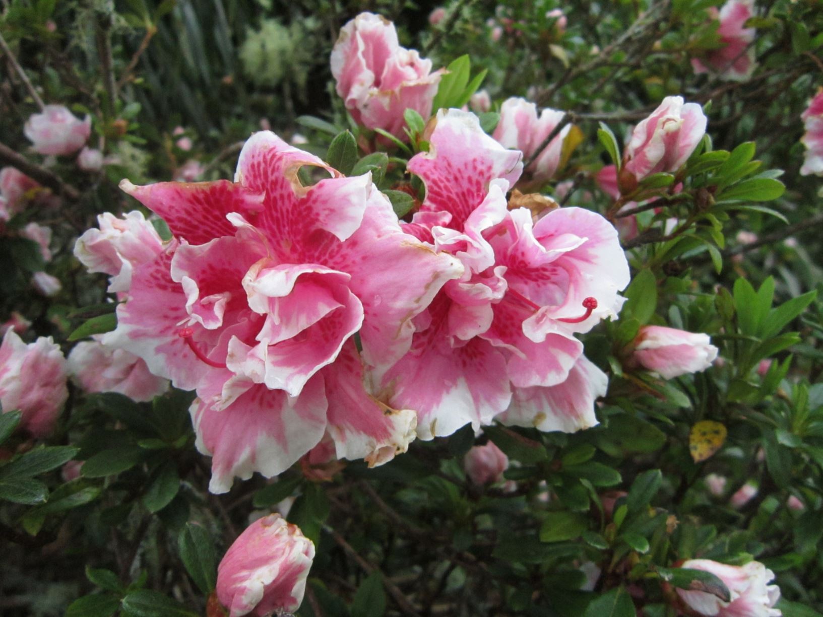 Rhododendron 'Starlight' (Azalea)