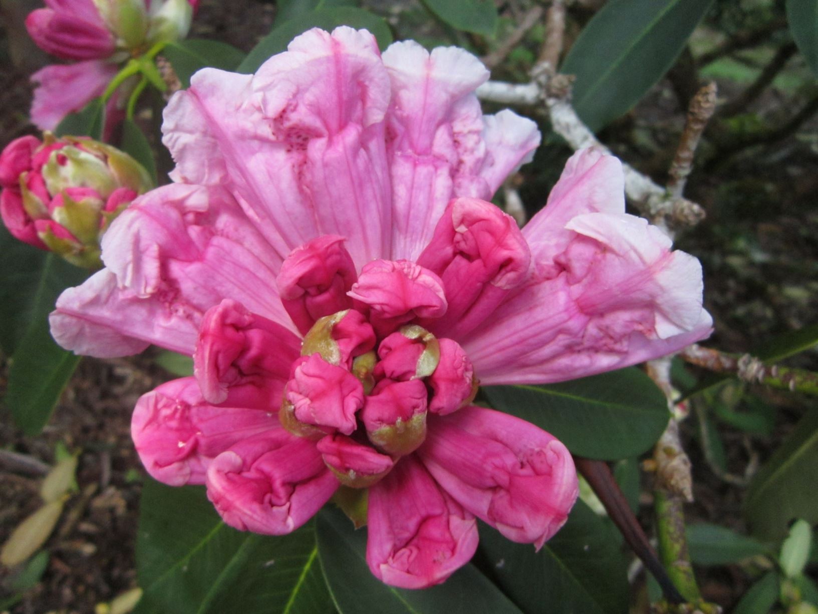 Rhododendron 'Bernard Shaw'