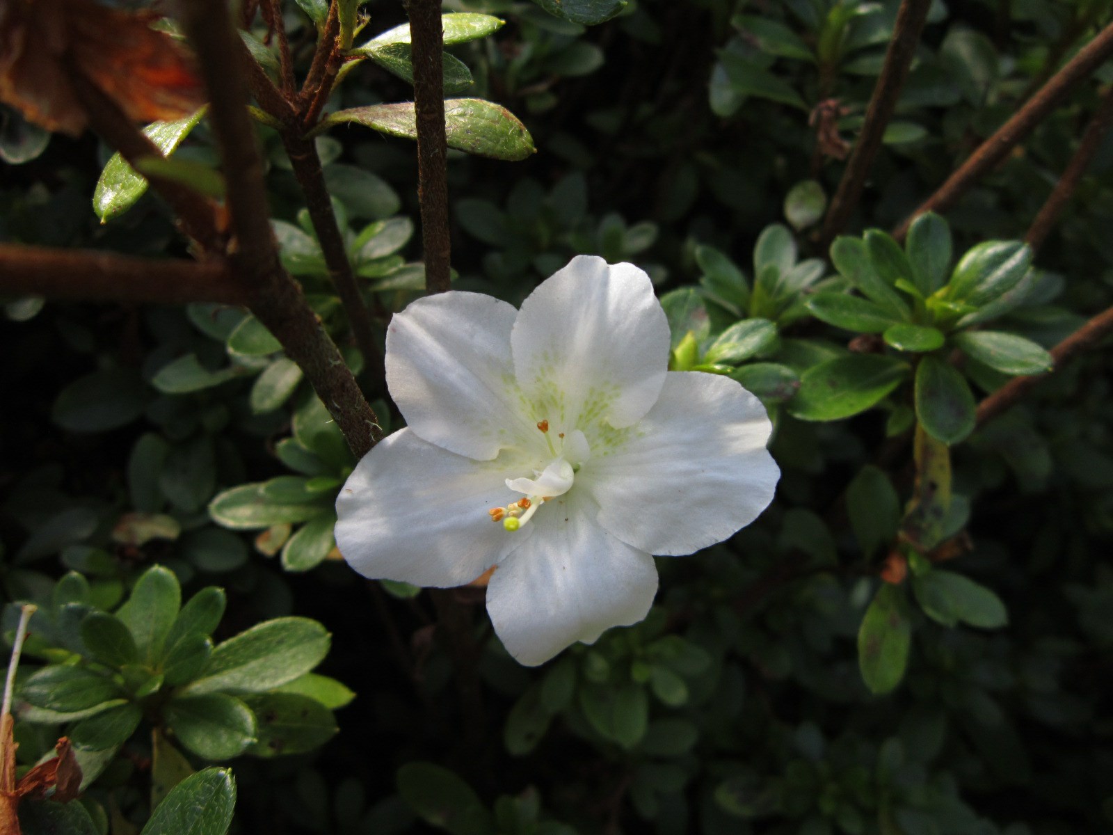 Rhododendron 'Dogwood' (Azalea)