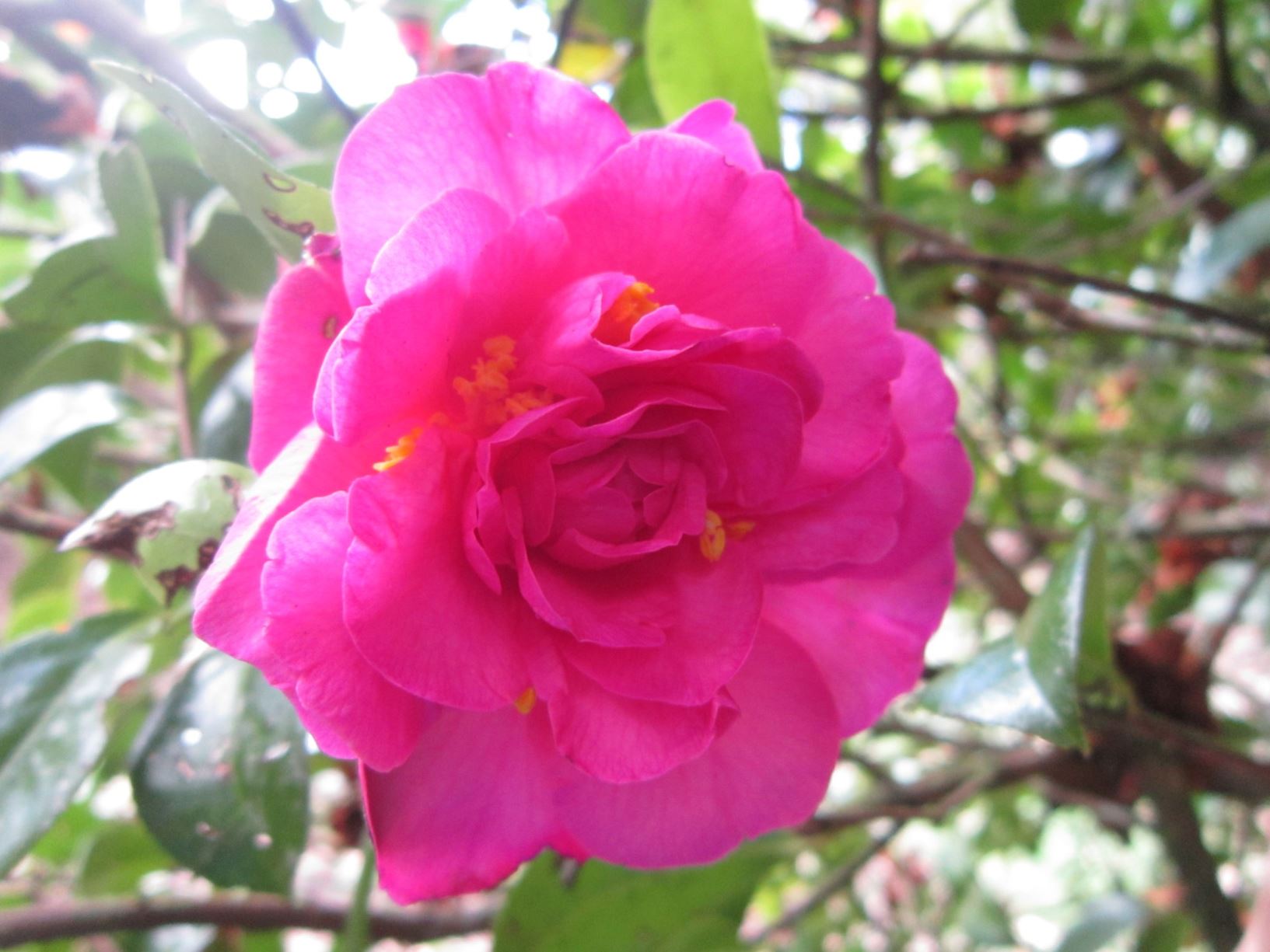 Camellia japonica 'Sugar and Spice'