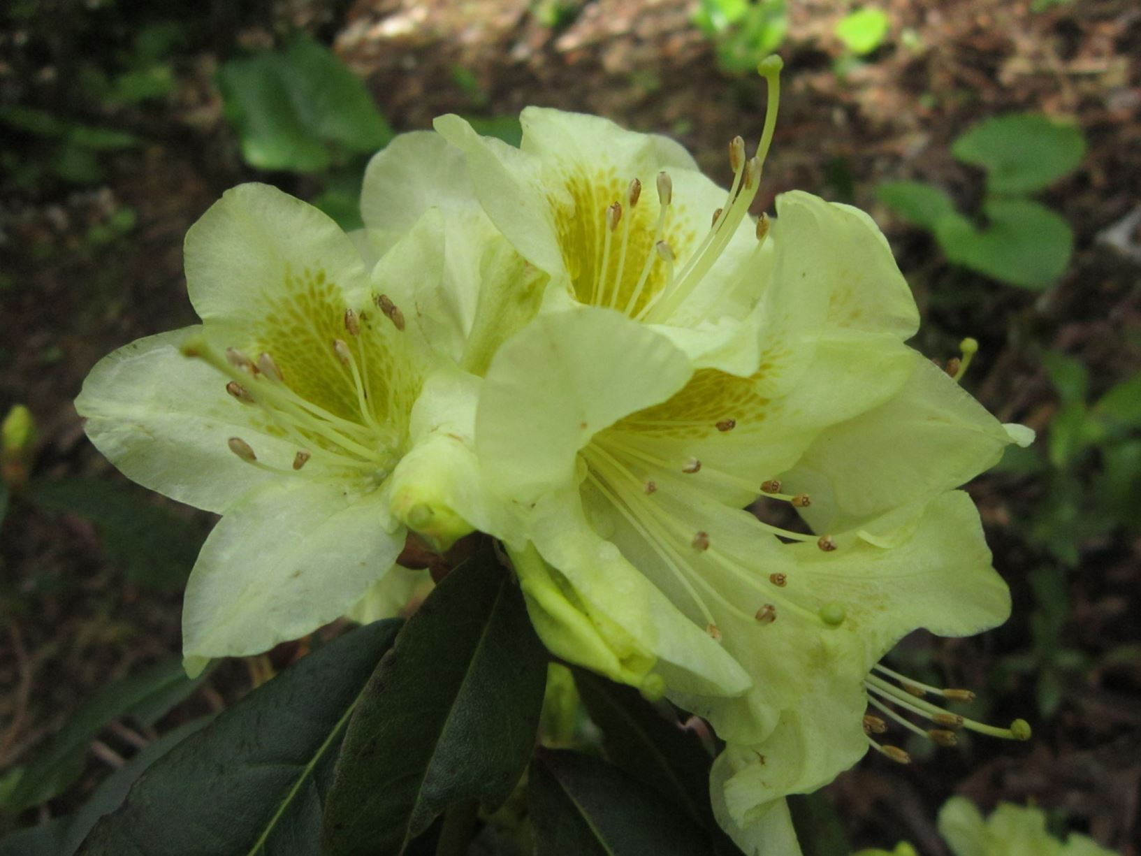 Rhododendron 'Alcesta'