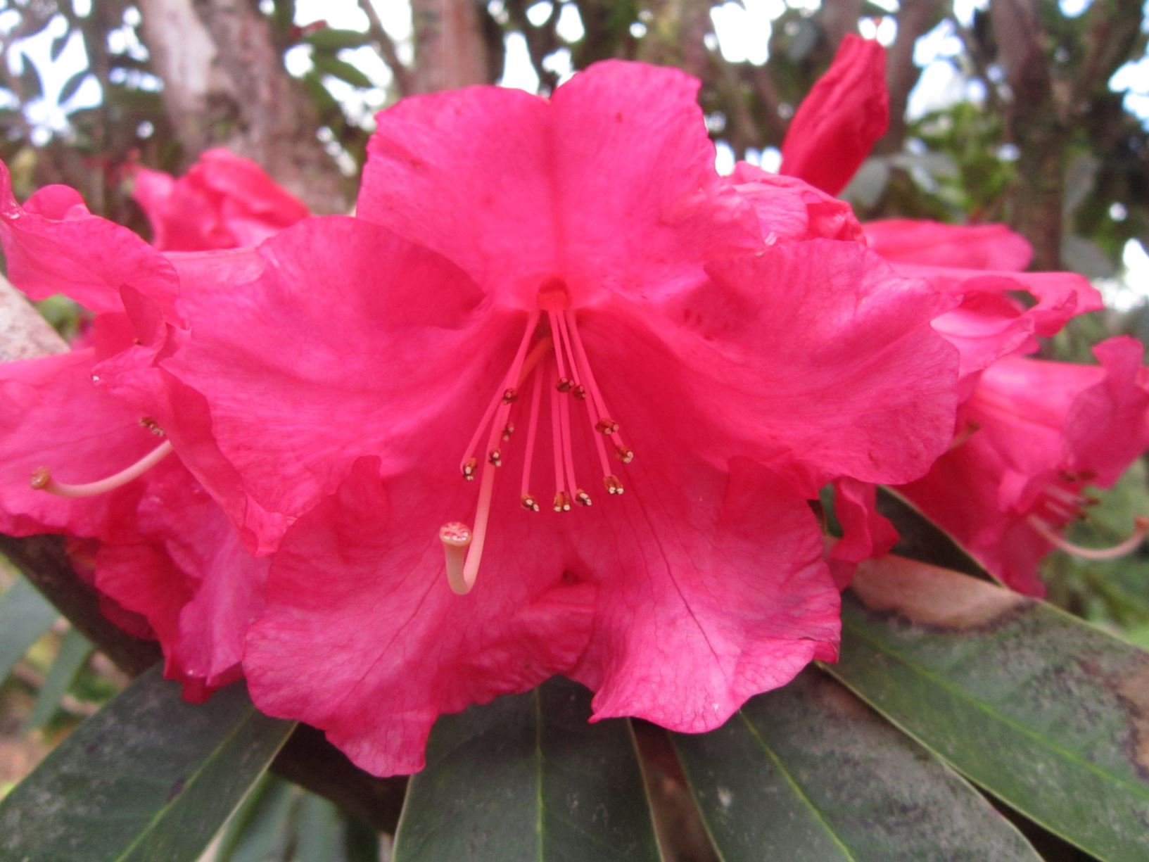 Rhododendron 'Queen Wilhelmina'