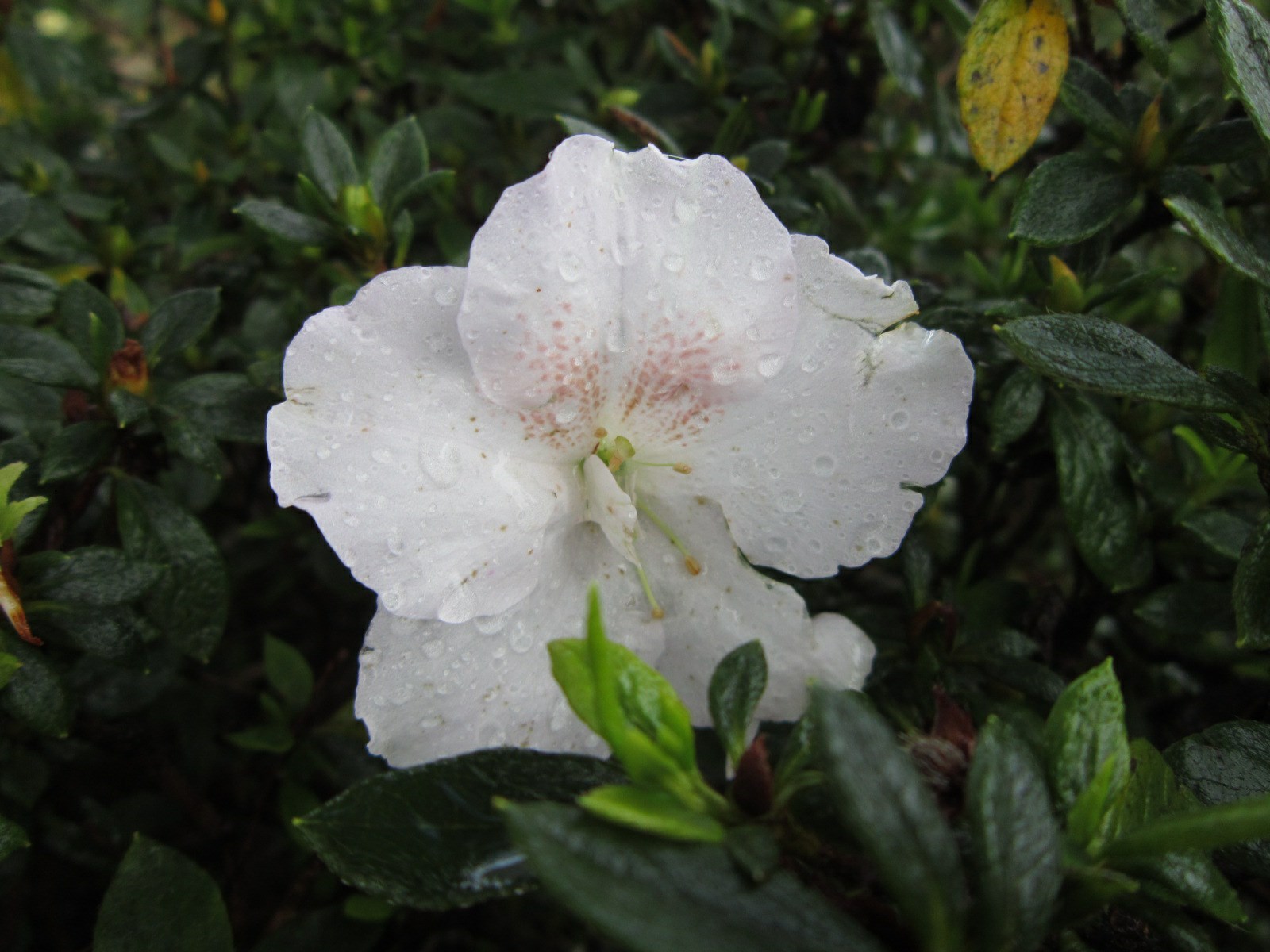 Rhododendron 'Mizo-no-yamabuki' (Azalea)