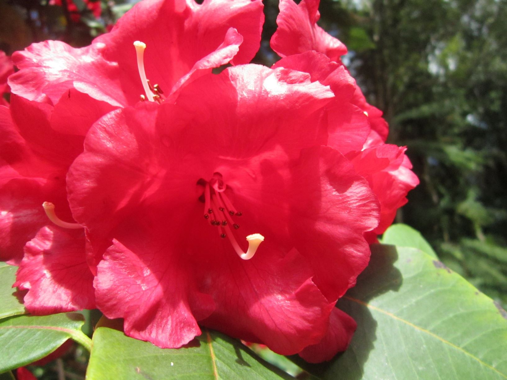 Rhododendron 'Barclayi Helen Fox'