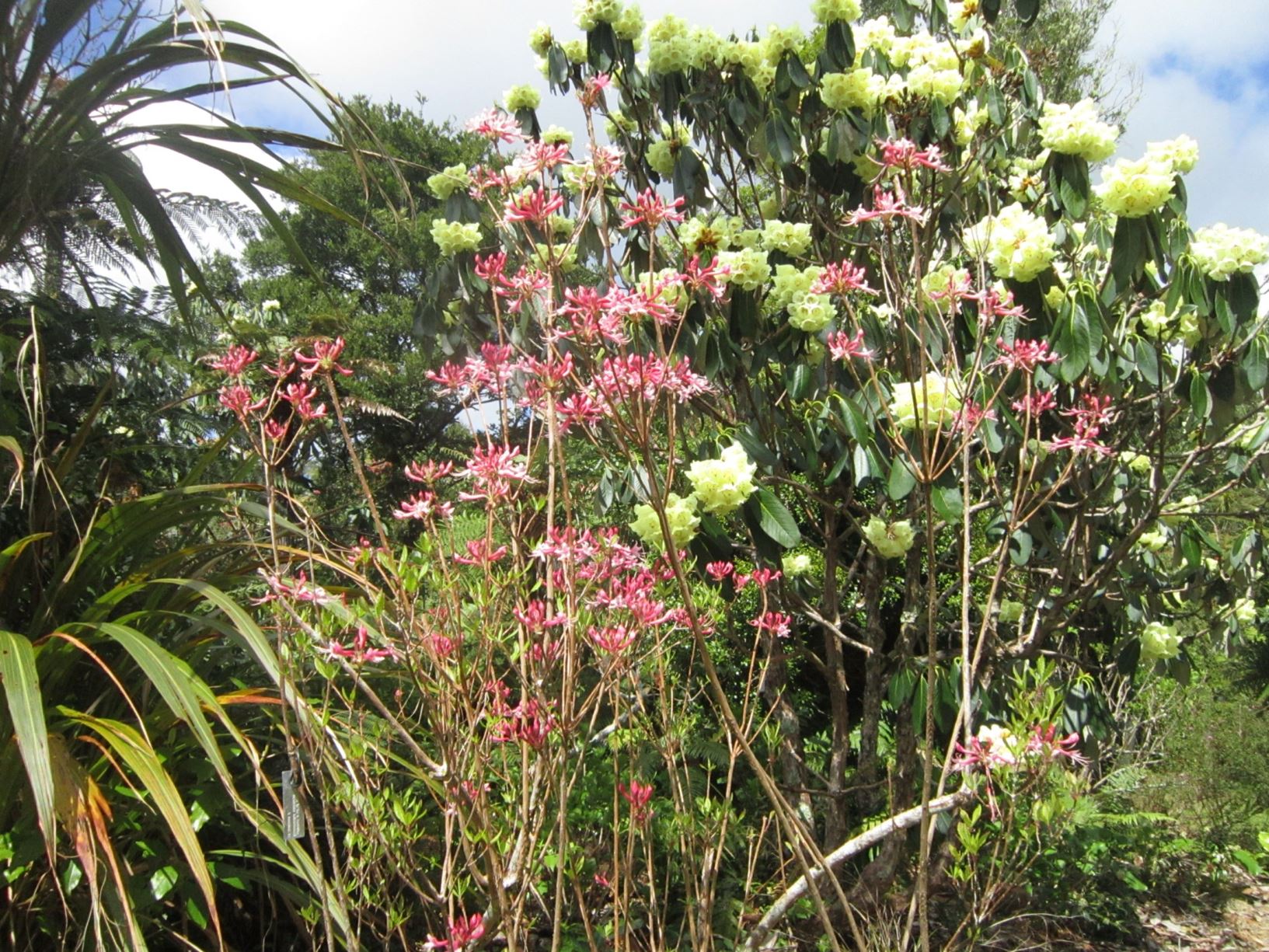 Rhododendron canescens 'Varnadoe's Phlox Pink'