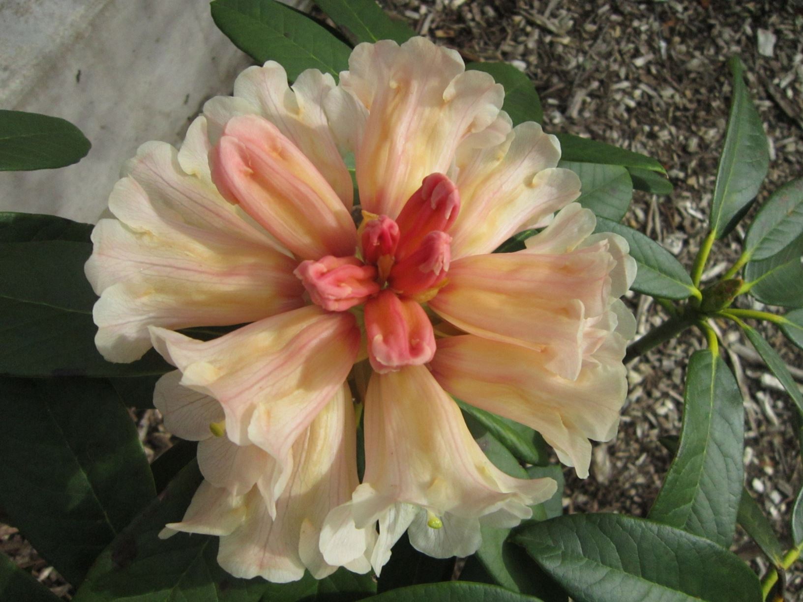 Rhododendron 'Spiced Honey'
