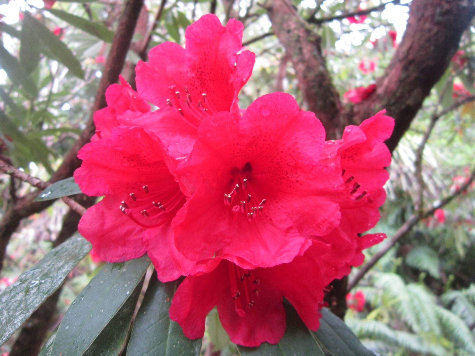 Rhododendron 'Ilam Red Glow'
