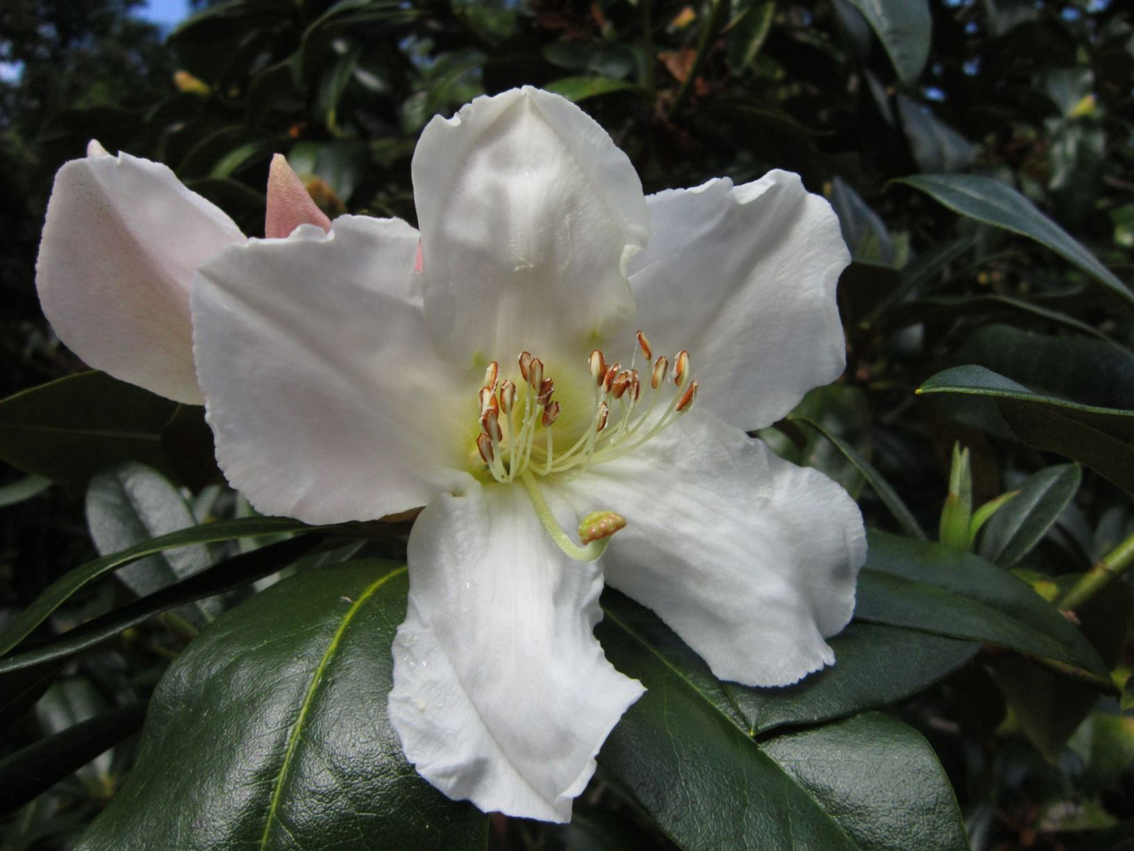 Rhododendron maddenii subsp. crassum
