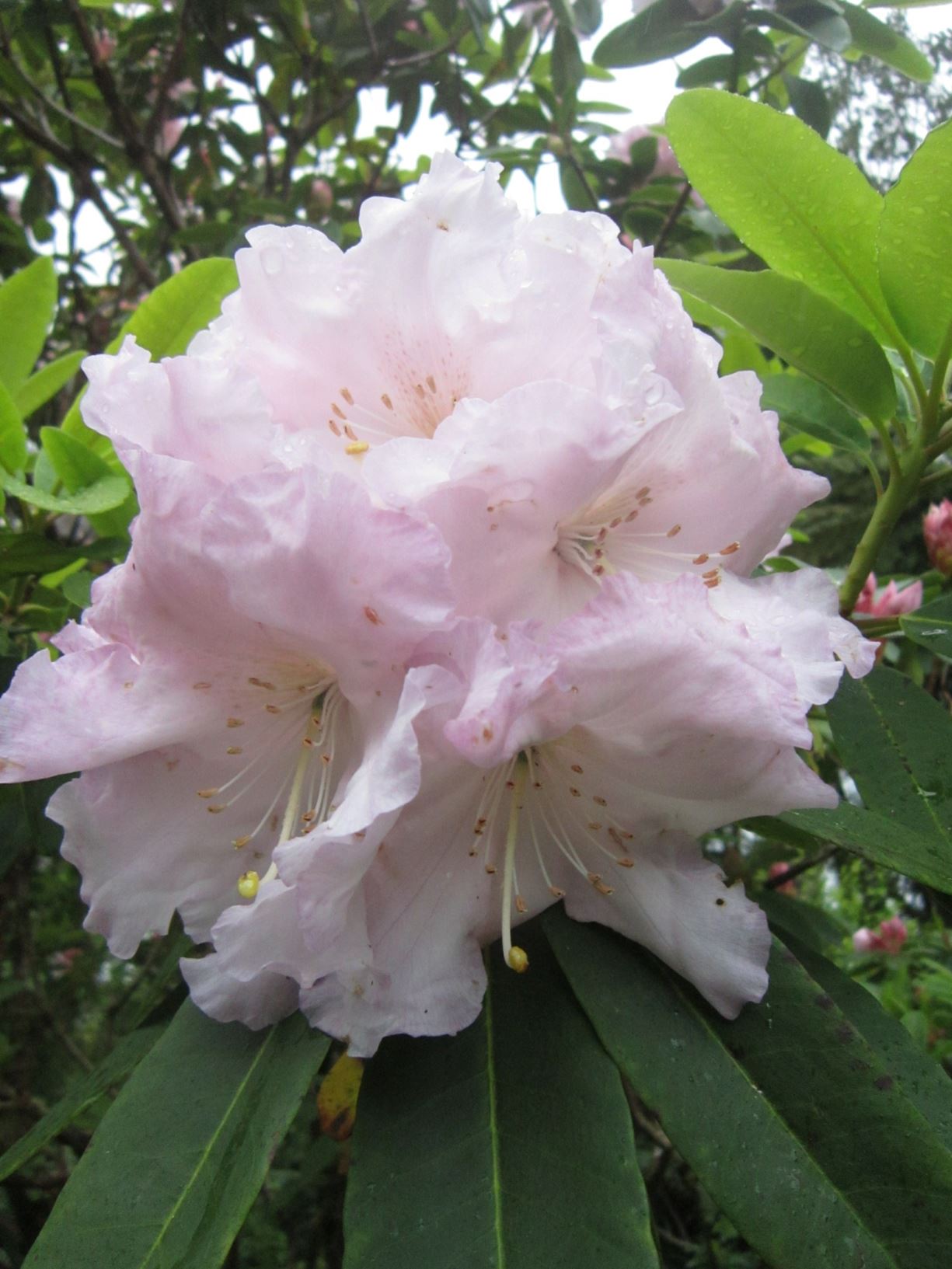 Rhododendron 'Van Nes Seedling'