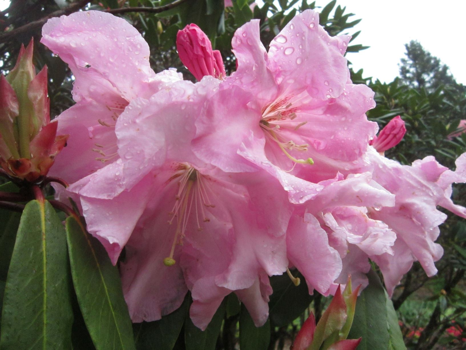 Rhododendron 'Puget Sound'