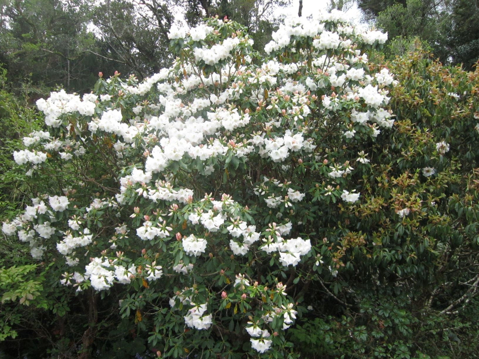 Rhododendron 'Unnamed Hybrid' [Flowers White with Pink Spots]