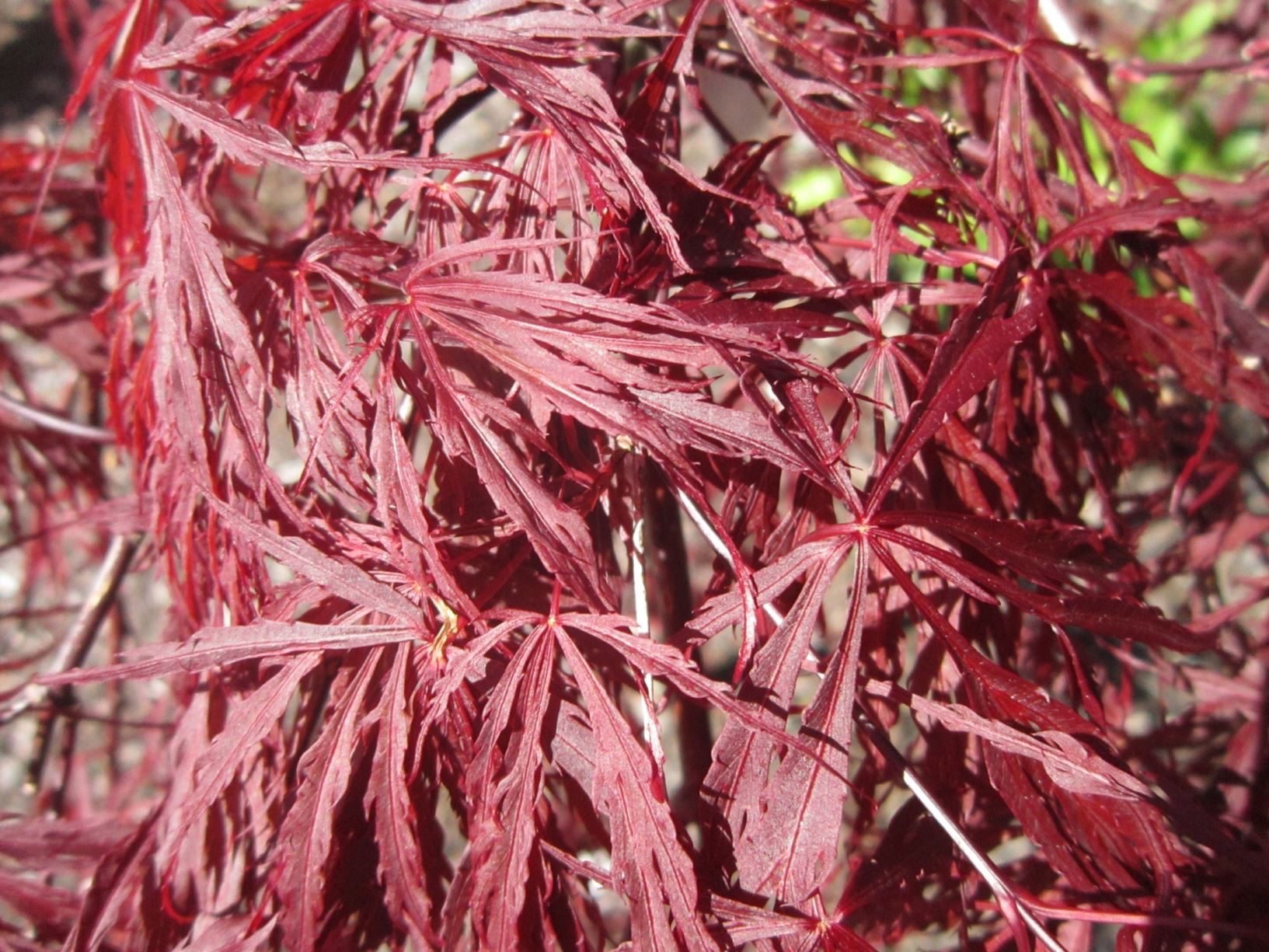 Acer palmatum 'Dissectum Crimson Queen'