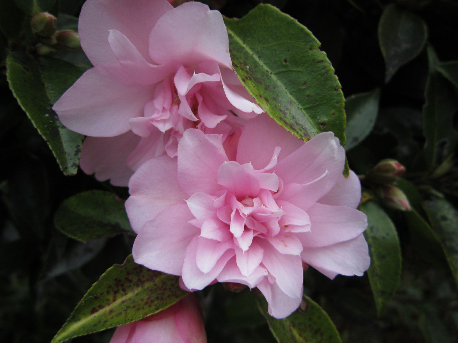 Camellia 'Itty Bit'