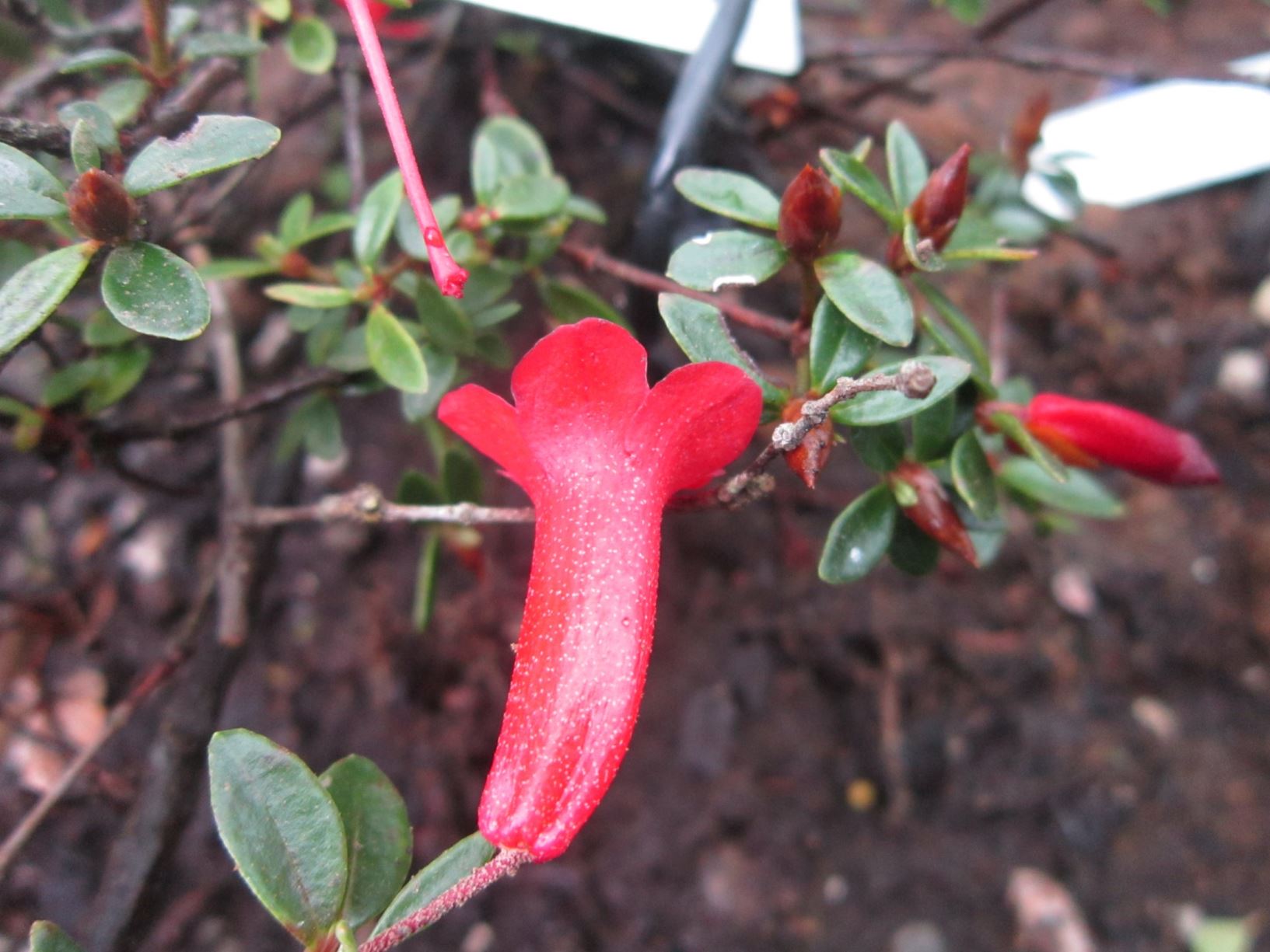 Rhododendron gracilentum (Vireya)
