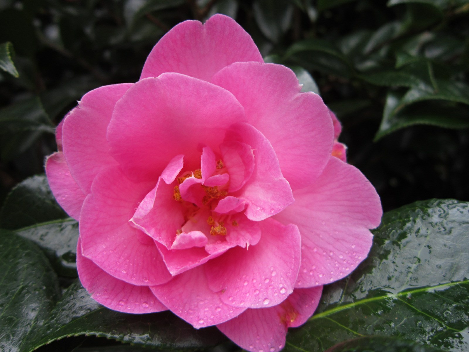 Camellia 'Felicity'