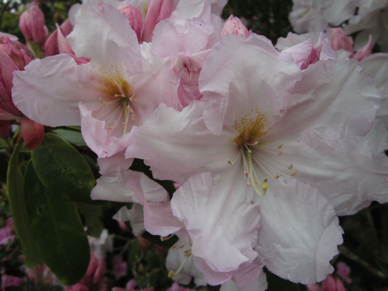 Rhododendron 'Van Nes Sensation'