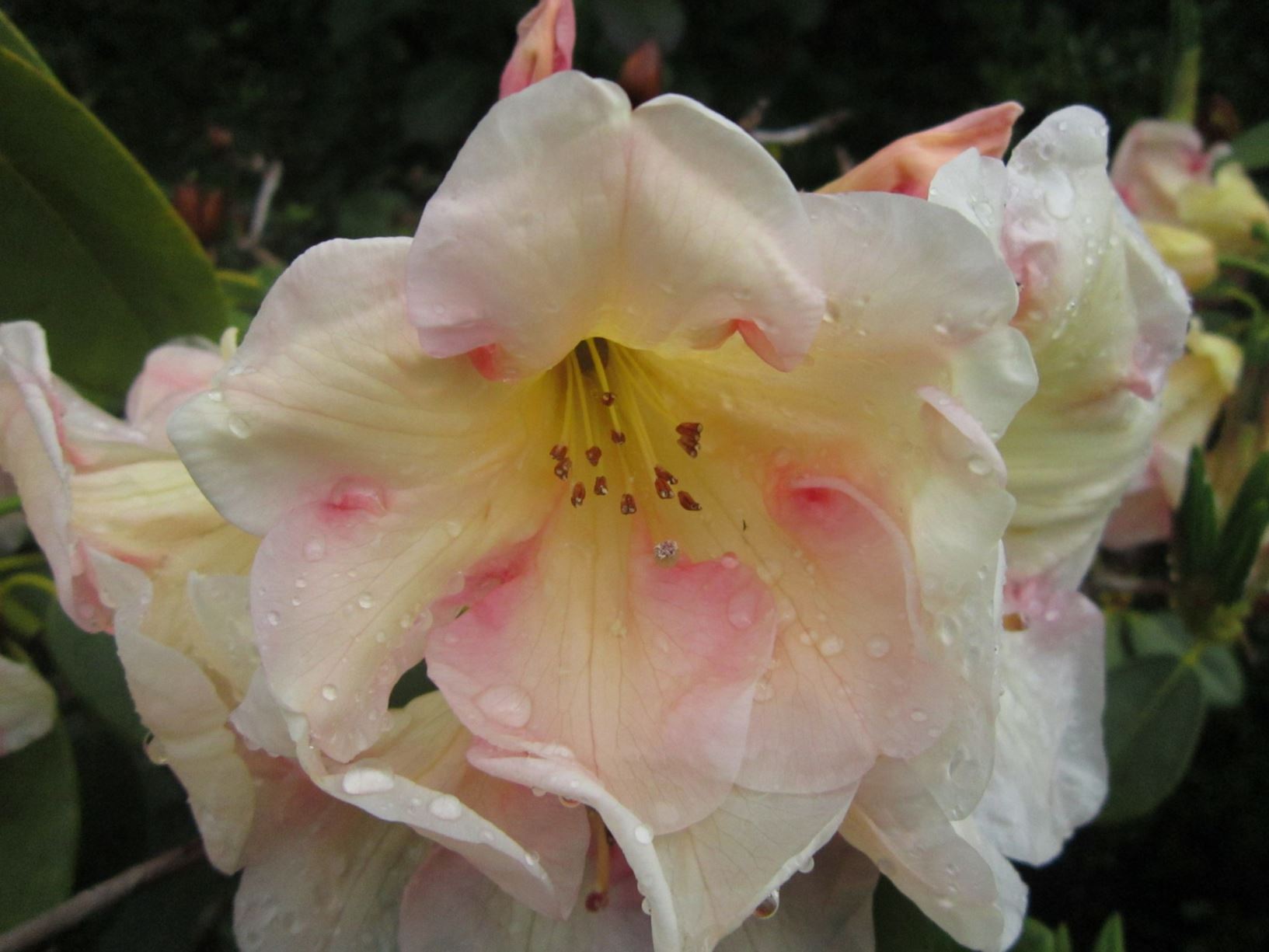 Rhododendron 'Comstock'