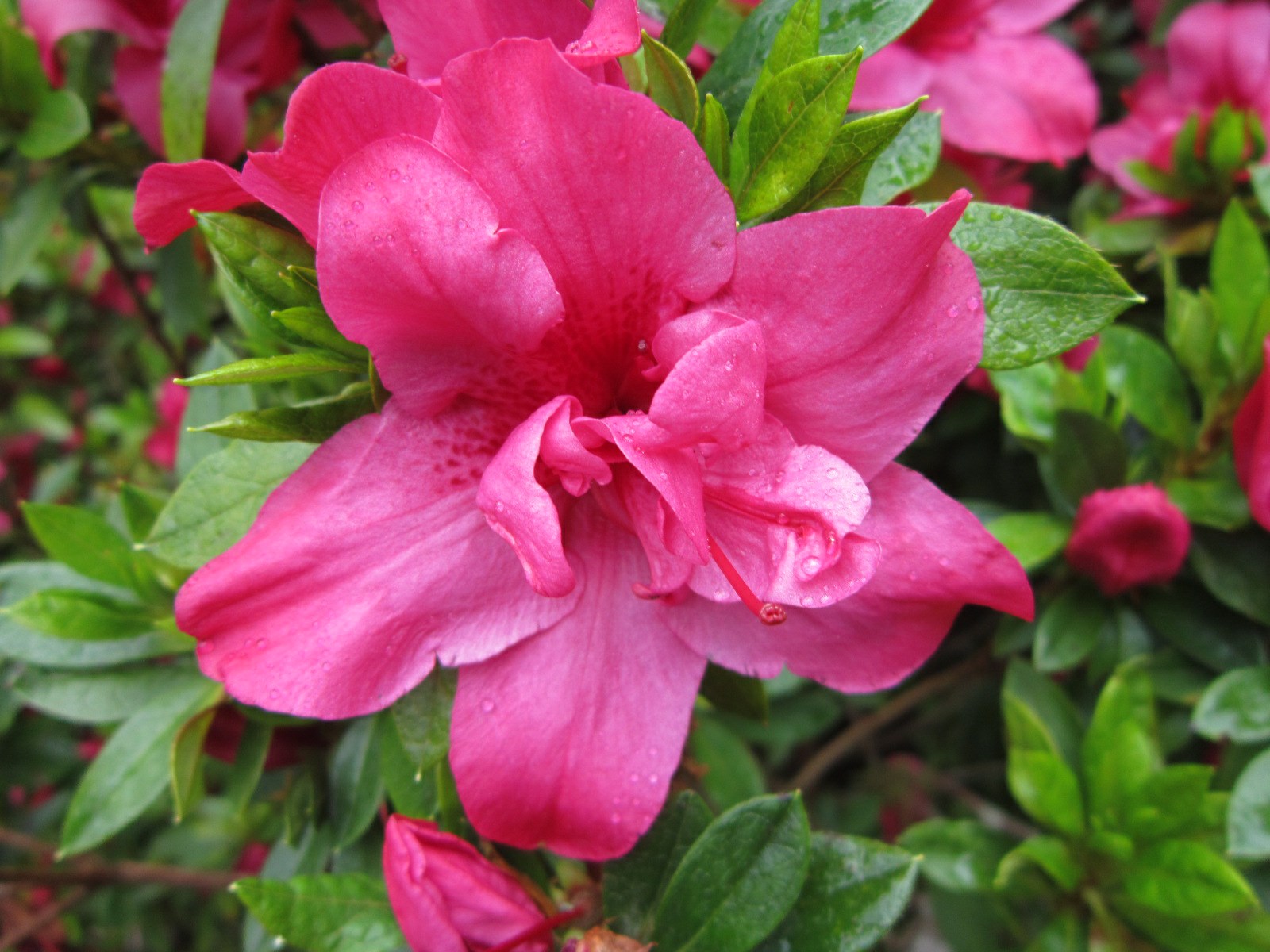 Rhododendron 'Gloriana' (Azalea)