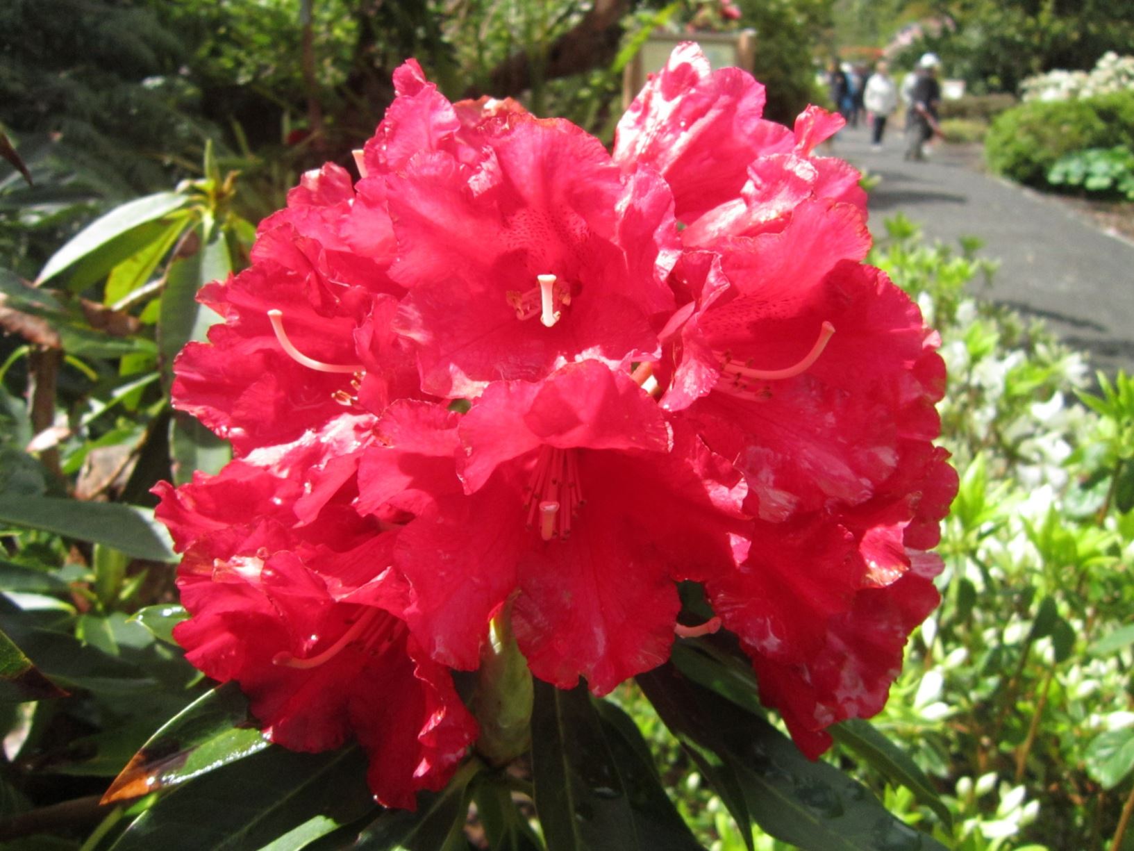 Rhododendron 'David'