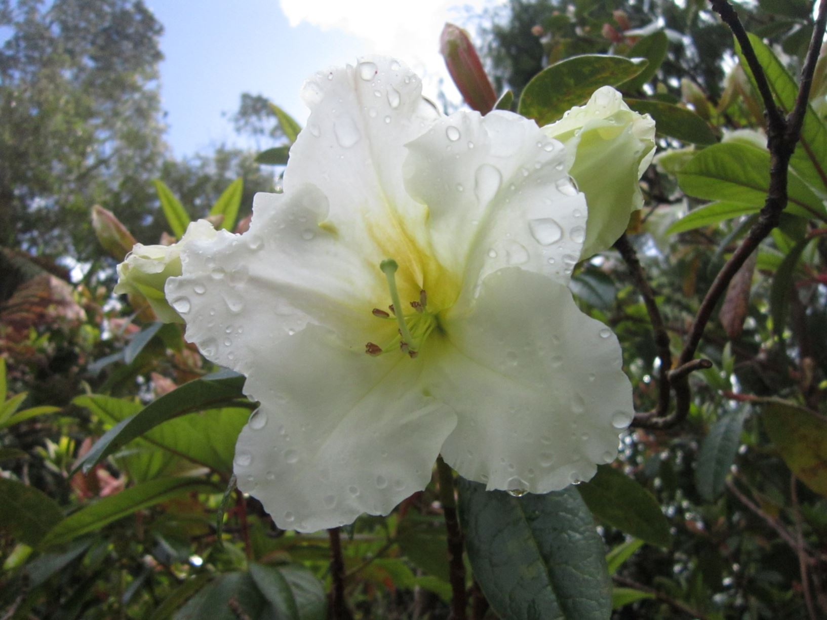 Rhododendron 'Tyermanii'