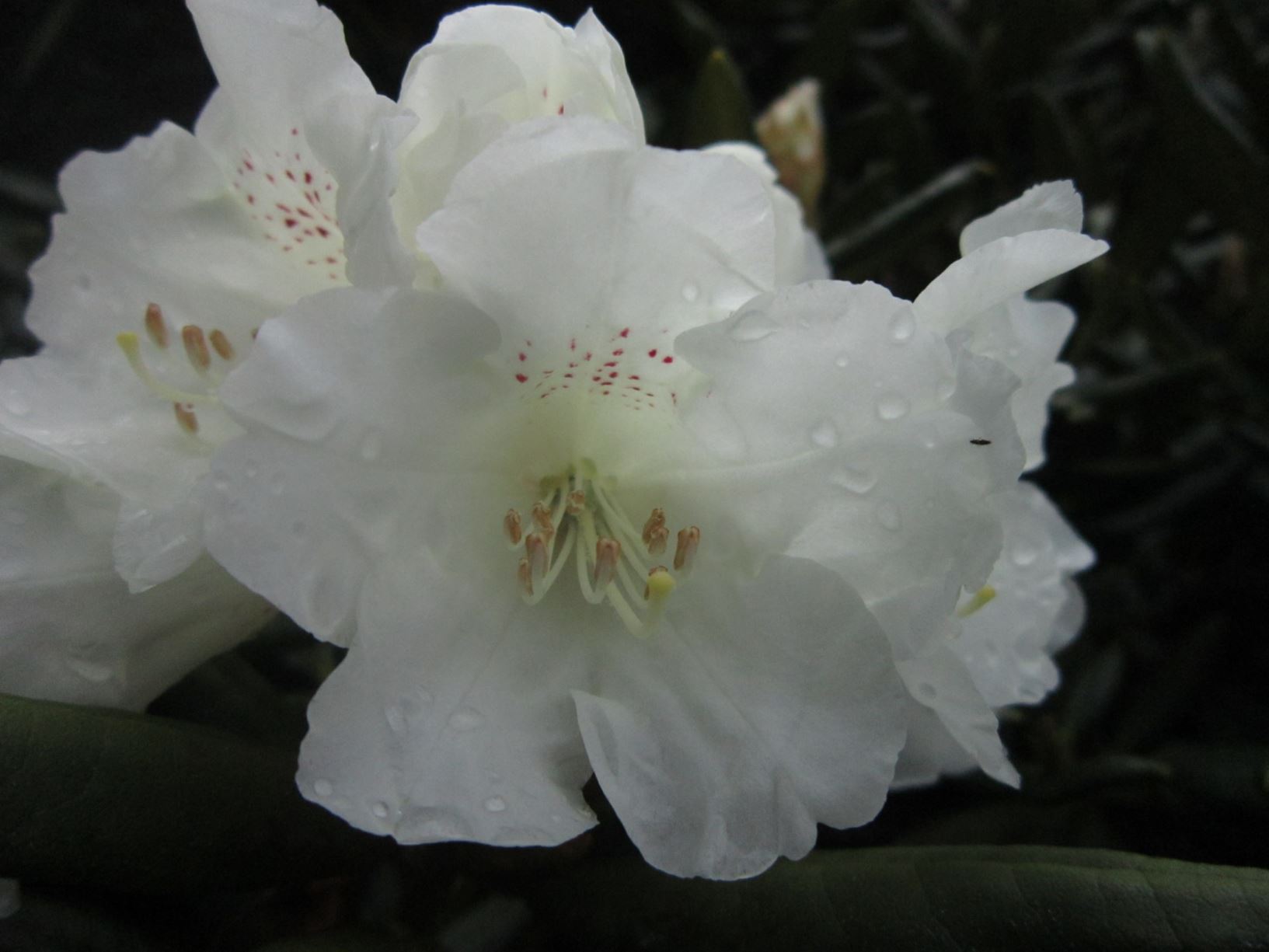 Rhododendron 'Frosted Ice'