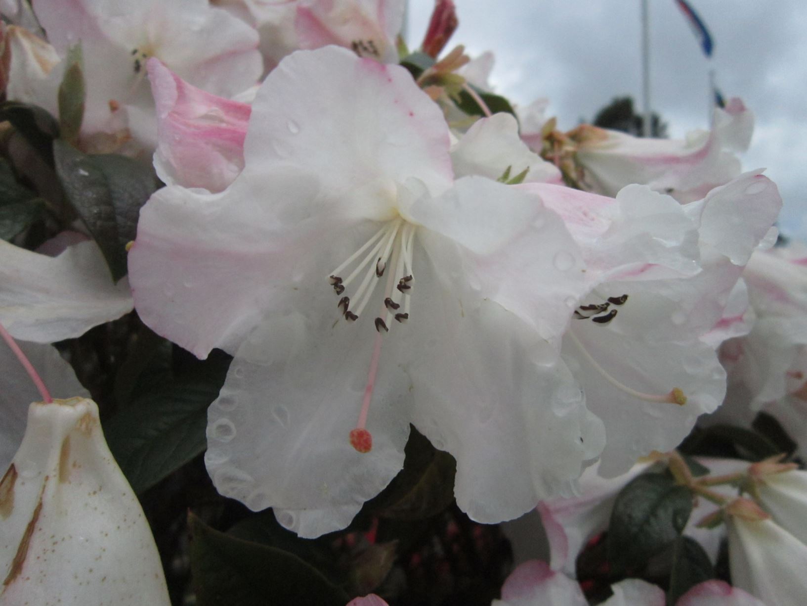 Rhododendron 'Princess Alice'