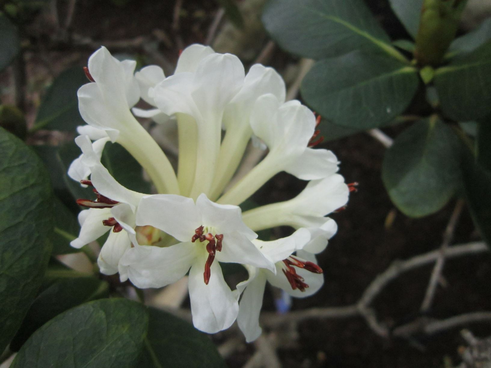 Rhododendron carringtoniae (Vireya)