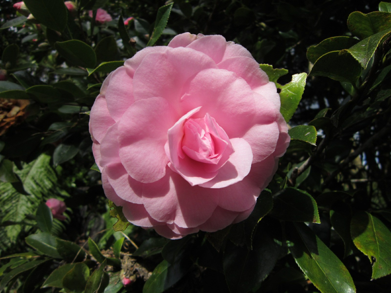 Camellia × williamsii 'Julie Felix'