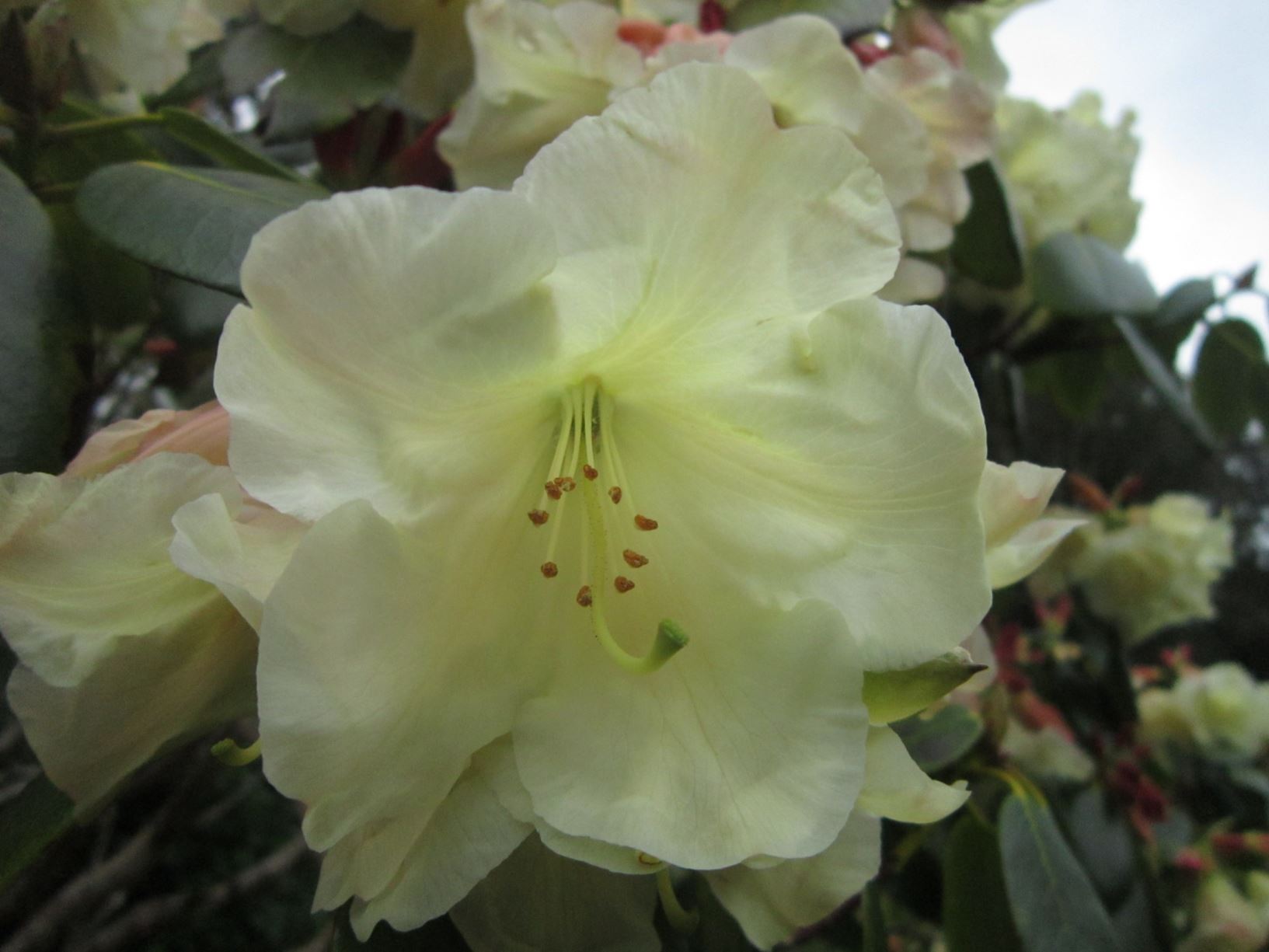 Rhododendron 'Carita' [A.M.]