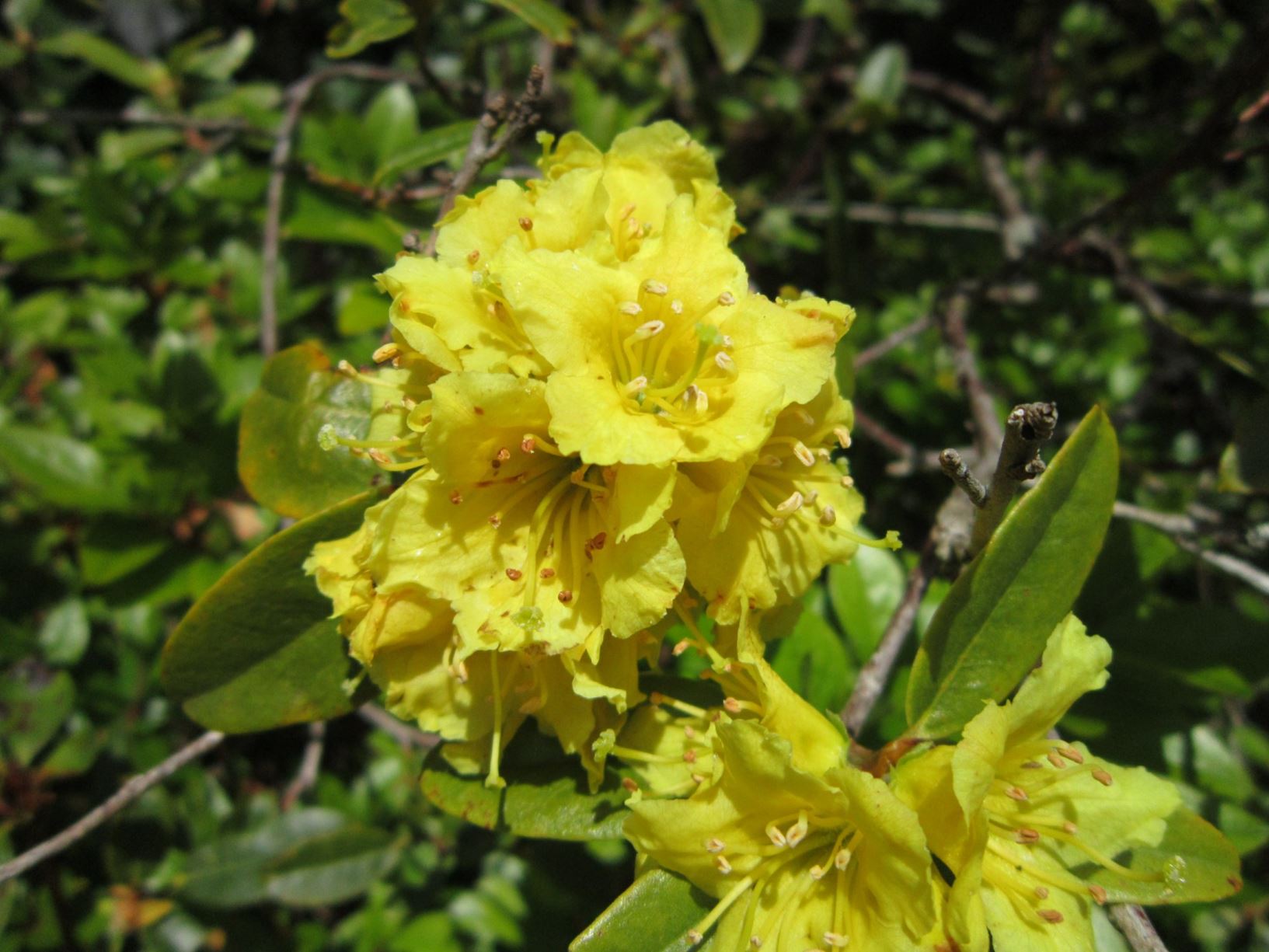 Rhododendron xanthostephanum
