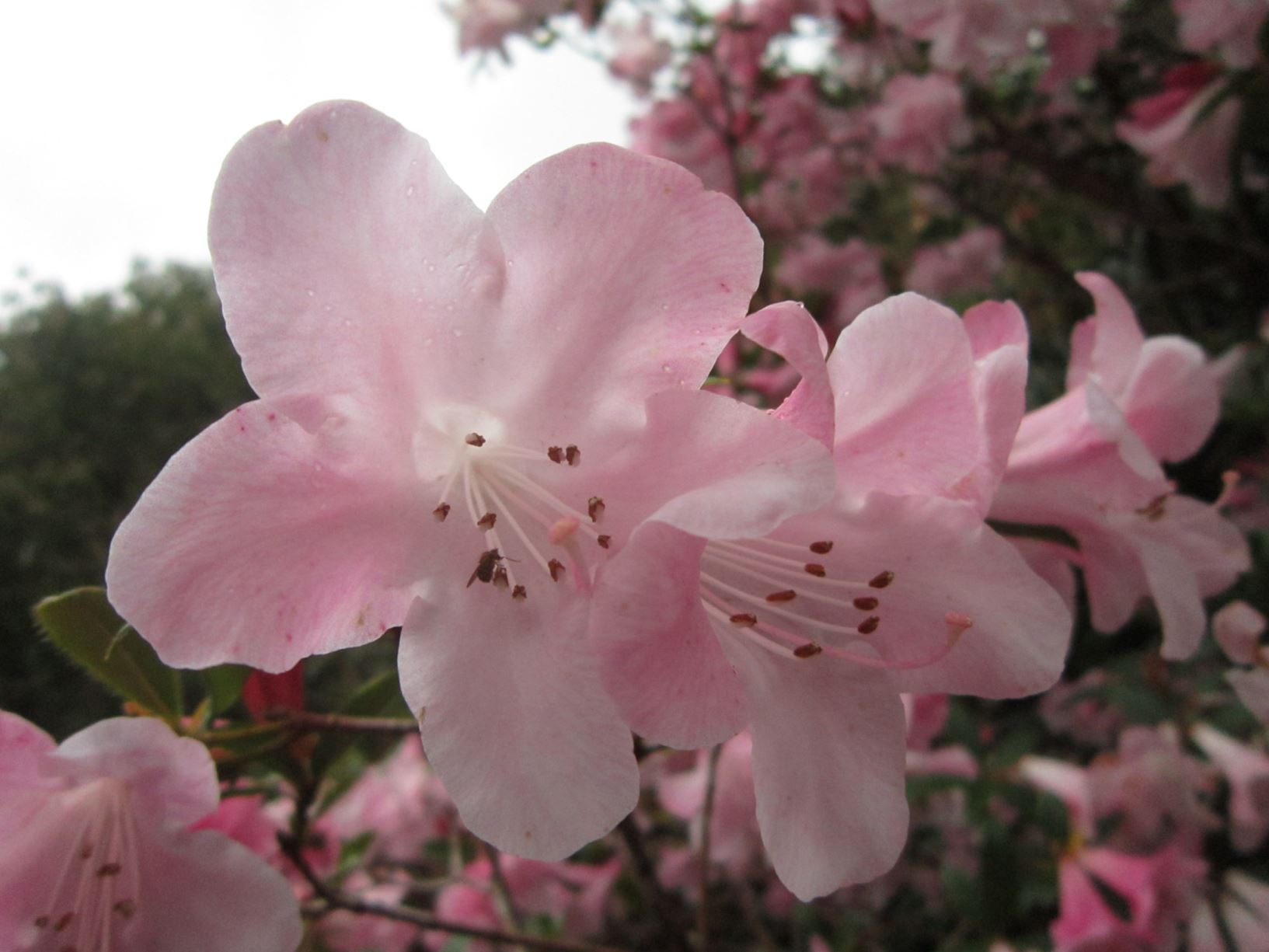 Rhododendron formosum var. formosum 'Ten Tashi'