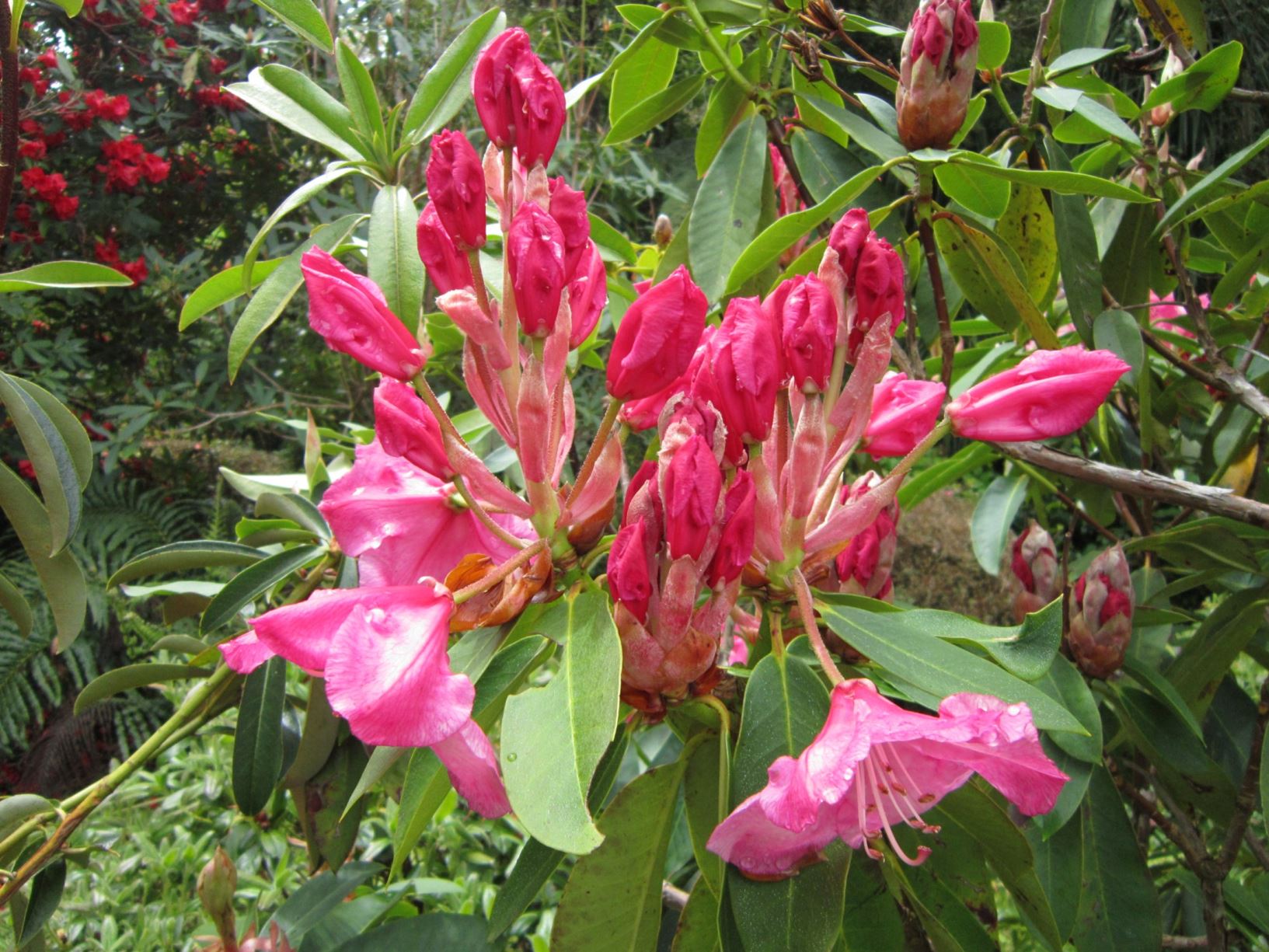 Rhododendron 'Marinus Koster'