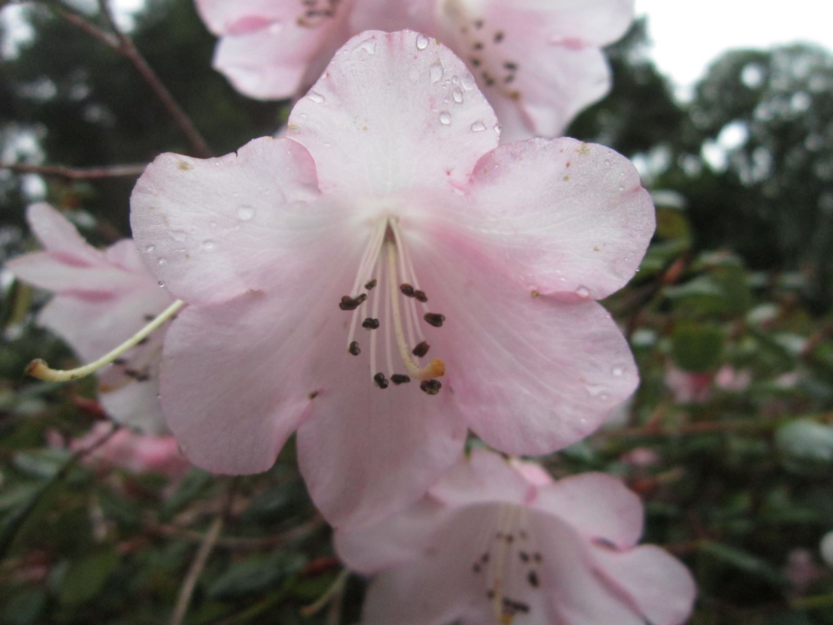 Rhododendron williamsianum var. album