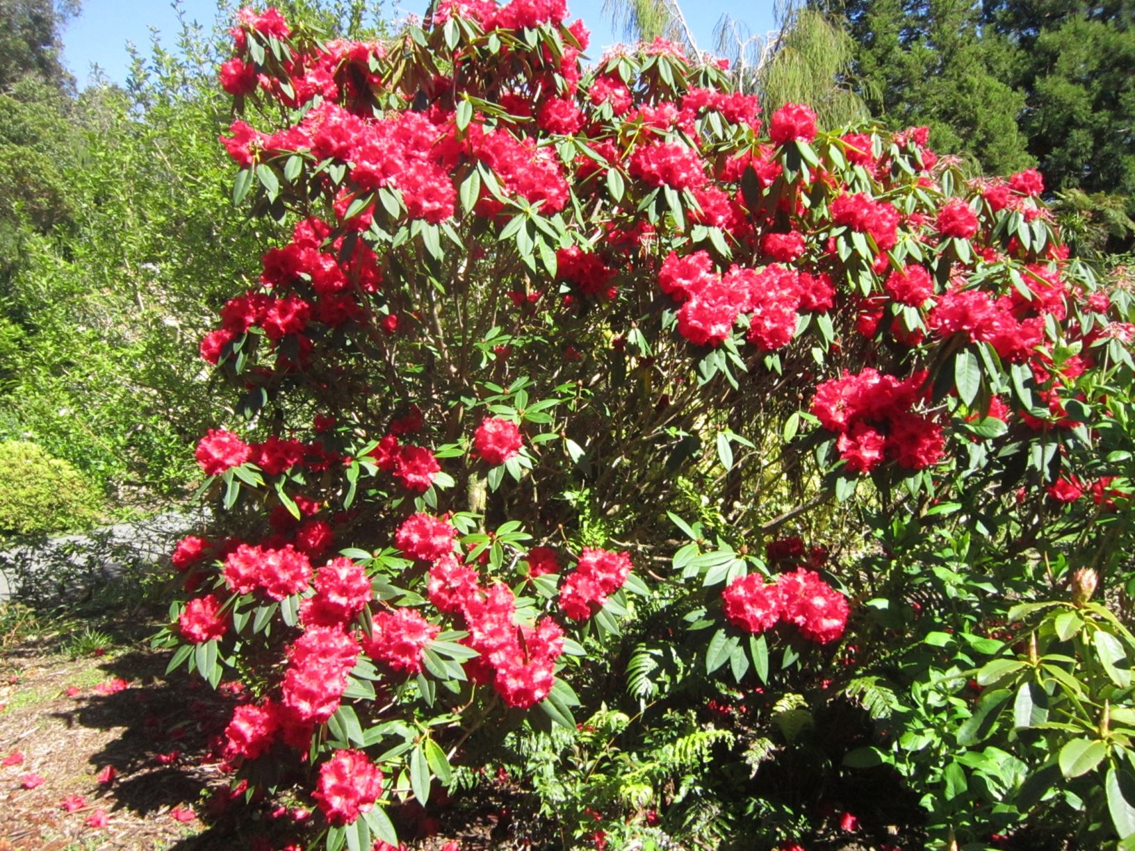 Rhododendron ‘Grace Seabrook’ | Pukeiti