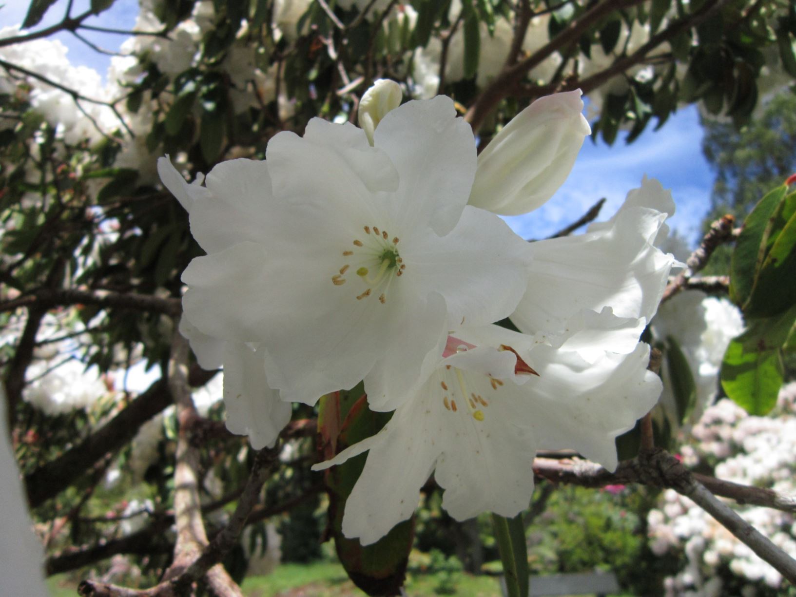 Rhododendron 'Ilam White'