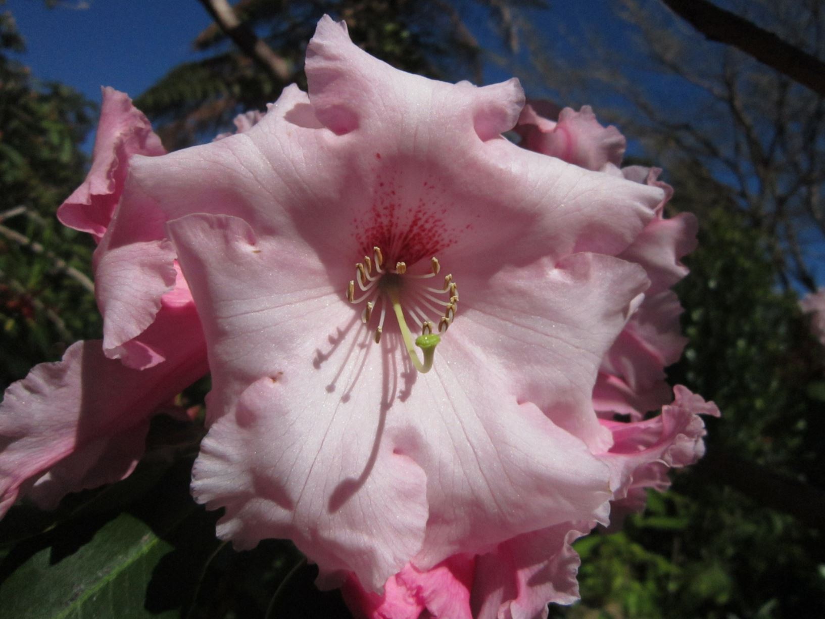 Rhododendron 'Mrs Percy McLaren'
