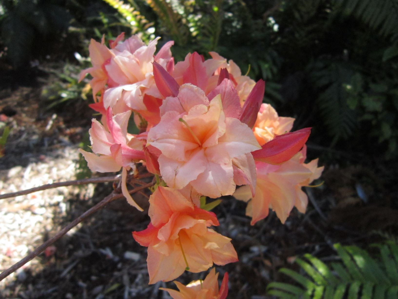 Rhododendron 'Sunray' (Deciduous Azalea)