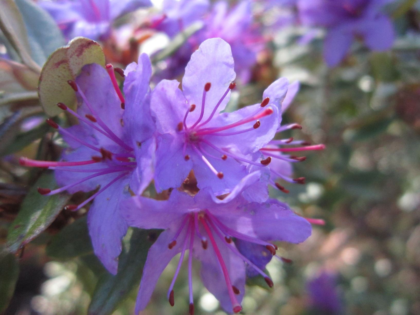 Rhododendron hippophaeoides [AM Form]